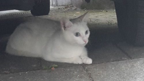 Witte kattin gezocht