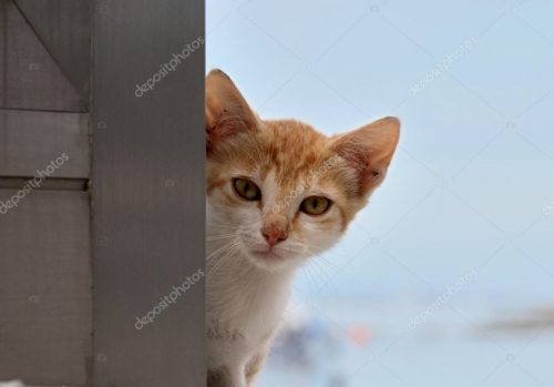 Op zoek naar een 1 of 2 katjes