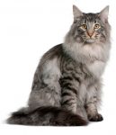 Op zoek naar hypoallergeen katje