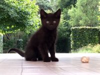 zwart katertje