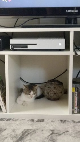 Gratis kittens 2 broertjes regio brussel