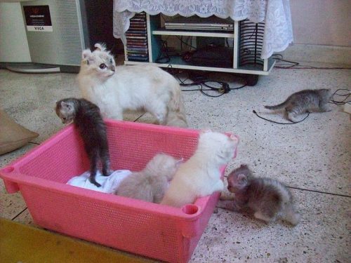 Ik ben op zoek naar een warm huis voor mijn kittens / 12 weken lang ben je vrij om contact op te nemen voor meer informatie