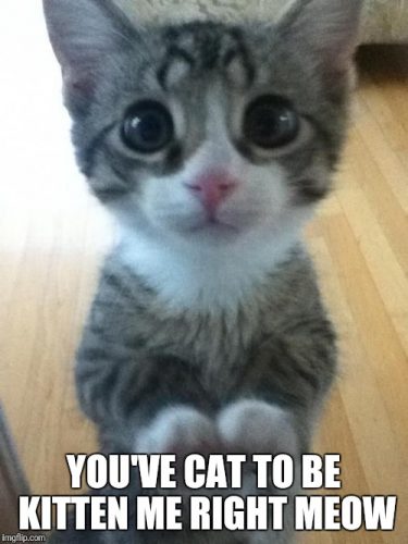 Opzoek naar 2 kittens