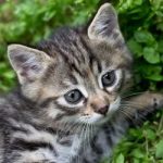 Heb jij een kitten voor mij?