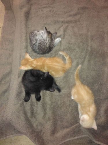 Wij hebben een nestje in ons tuinhuis gevonden.