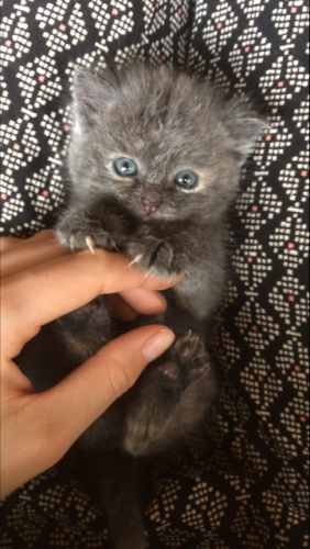 GEZOCHT! Sociale kitten