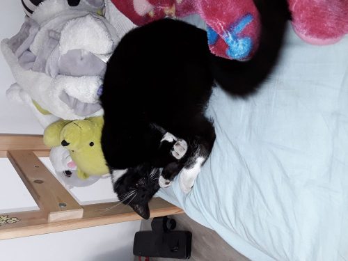 Ik wil graag een kitten