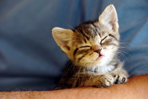 Kitten welkom (Limburg)