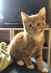 Kitten gezocht