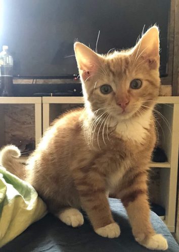 Kitten gezocht