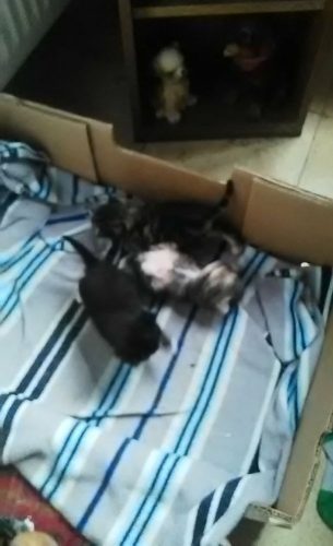 Jonge kittens zoek lieve thuis