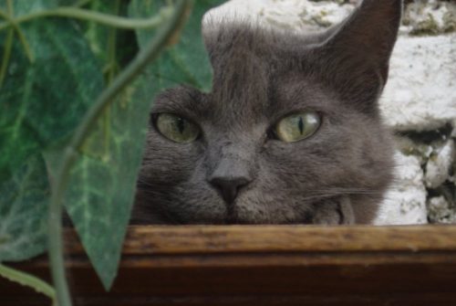 zoek 1 kitten regio  west vlaandren