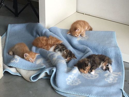 Op zoek naar een ros kitten