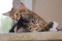 Zoek mooie koddige kitten