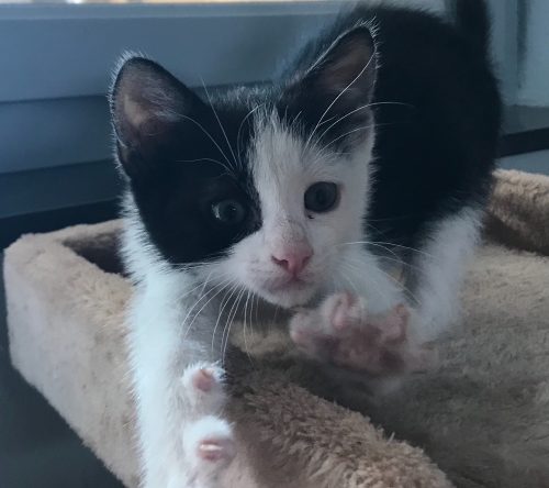 Kitten 10 weken zwart-wit