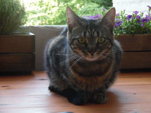 Viktor! Heel lief katertje van 2 jaar.