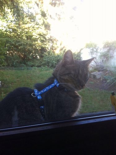 Tijgerkitten gezocht M/V