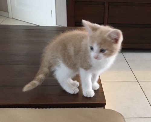 Ons zwart katertje van nog geen jaar oud is helaas vlak voor ons huis aangereden. Zijn broertje heeft hier veel verdriet van alsook wij…iemand een katervriendje voor ons? Wordt met veel warmte opgevoed! Regio Heist op de berg ( Nathalie.meylemans@telenet.be)