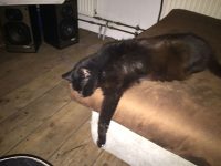 Kitten gezocht