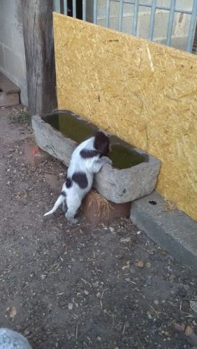 Zoek kitten omgeving sterrebeek