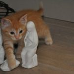 gezocht: rost kitten