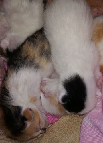 4 kittens zoeken nieuw gezin