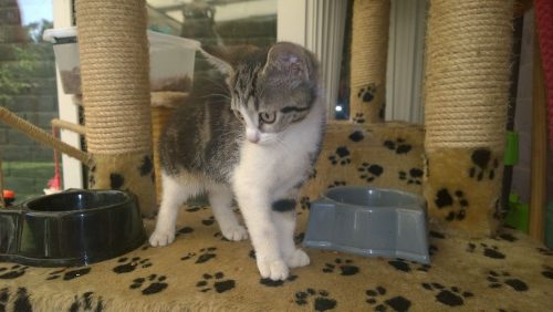 kattinetje, het laatste van het nestje