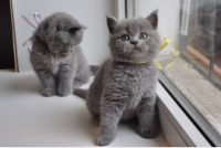 Gezocht Britse korthaar kitten