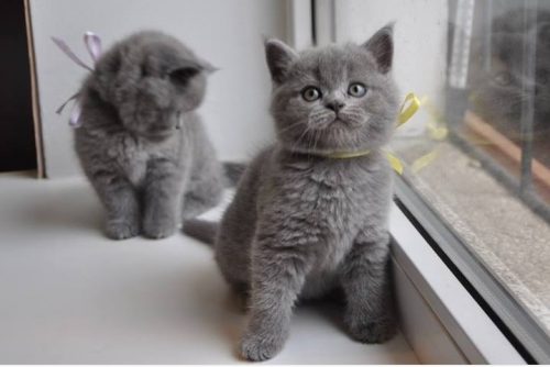 Gezocht Britse korthaar kitten