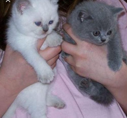 Ik ben op zoek maar en grijs /wit kaje