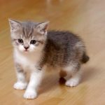 Gezocht naar kater regio west-vlaanderen