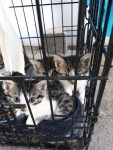 kittens vrouwtje  als mannetjes