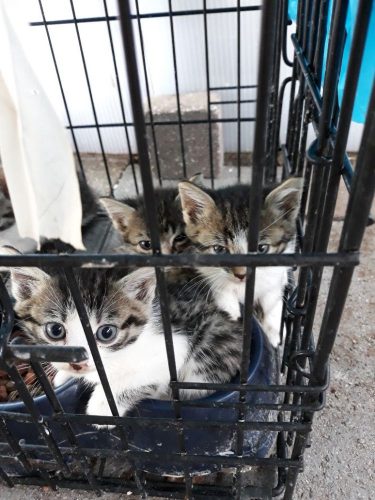 kittens vrouwtje  als mannetjes