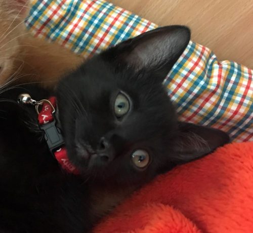 Zwart katertje 4 maand oud