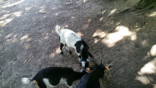 kittens gezocht voor op de boerderij