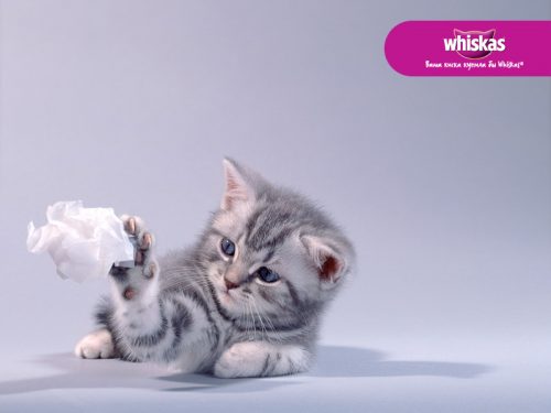 kitten gezocht oost-vlaanderen