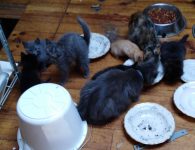 gratis kittens te krijg