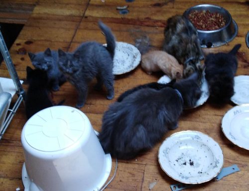 gratis kittens te krijg