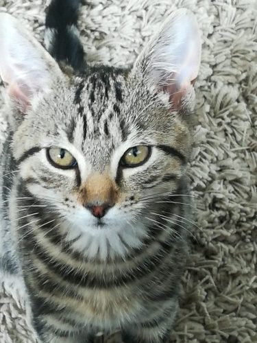 Kitten gezocht regio Ertvelde