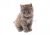 depositphotos_80497440-stockafbeelding-grijze-kitten