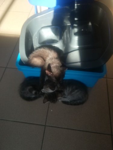 Verschillende straatkittens