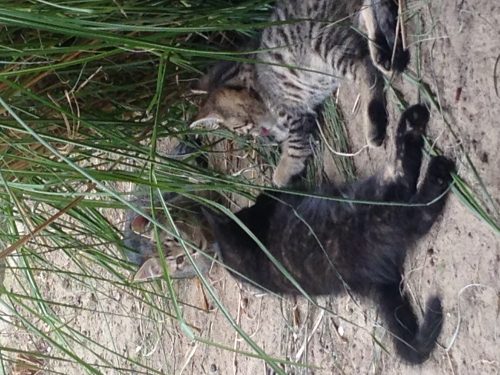 Drie katinnetjes gratis