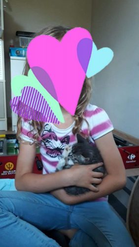 Grijs-wit tijgertje zoekt een thuis.