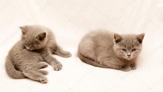 depositphotos_85235024-stockafbeelding-grijze-kittens