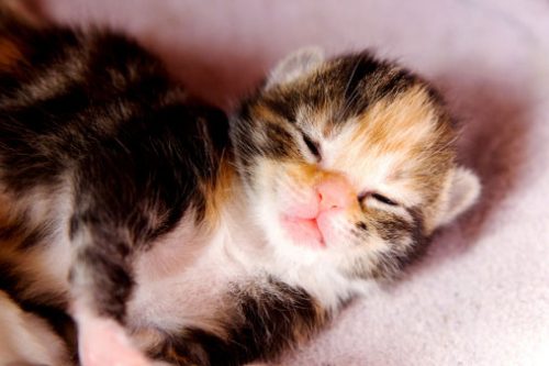 4 kittens, 3 vrouwtjes