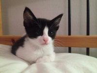 een nieuwe vrienden voor mij