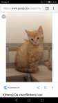 Gratis kitten gezocht