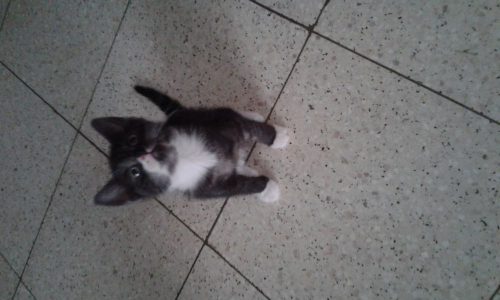 Gratis kittens Limburg