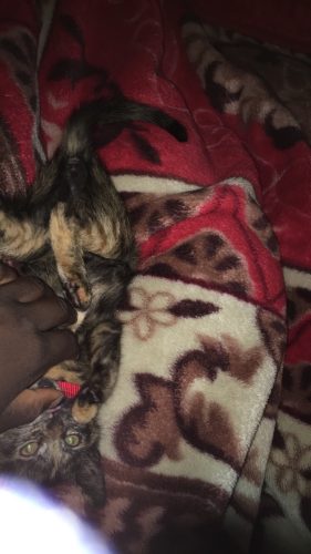 Een kitten met verschillende kleuren