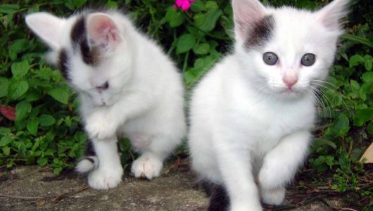 Kitten-achtergronden-jonge-katjes-hd-kittens-wallpapers-foto-8